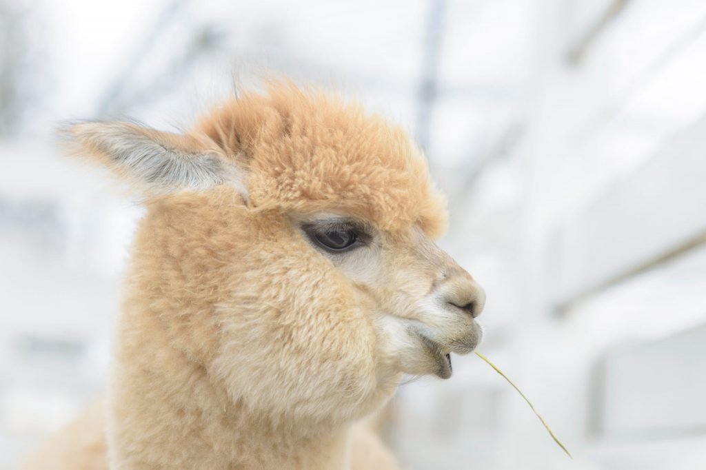 alpaka jedząco źdźbło trawy