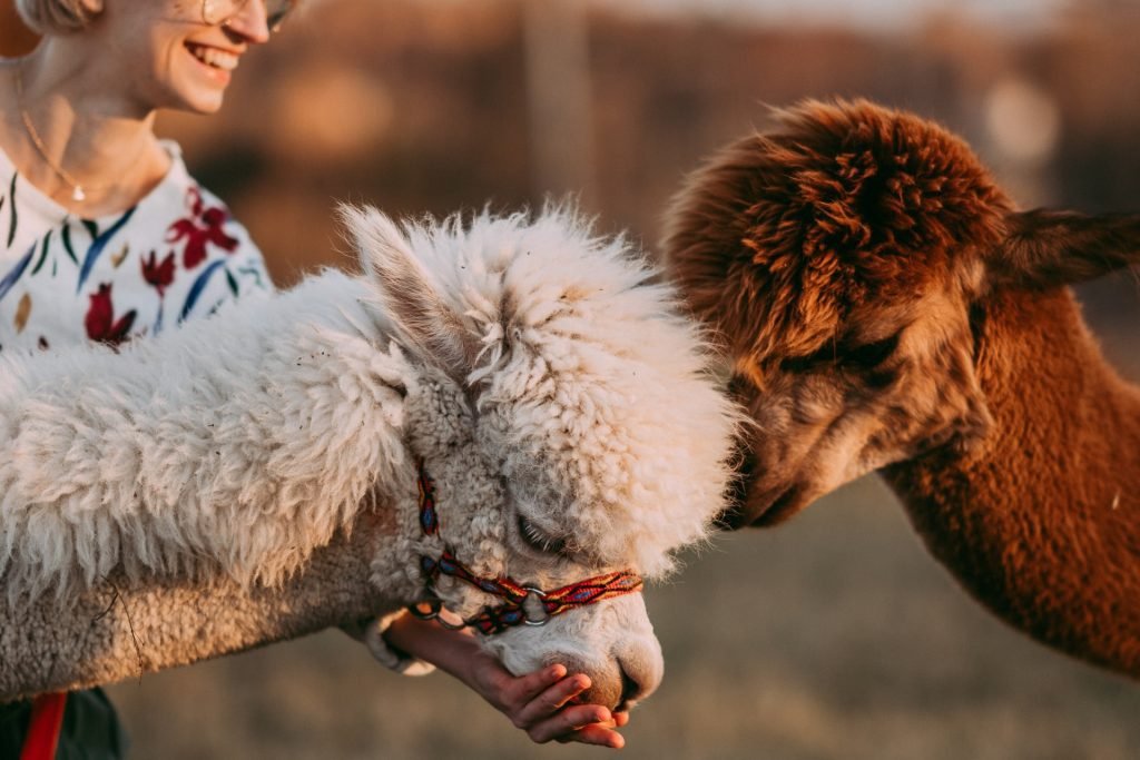 jak i czym karmić alpaki